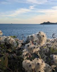 Image result for Plymouth Sound