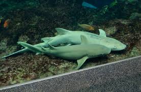 Image result for Nebrius ferrugineus