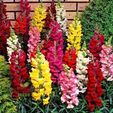 Image result for Antirrhinum majus