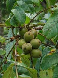 Attēlu rezultāti vaicājumam “Juglans x sinensis”