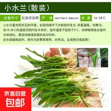 「水蘭」的圖片搜尋結果