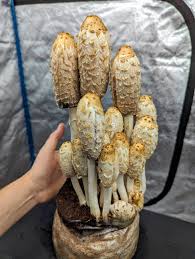 Attēlu rezultāti vaicājumam “Coprinus comatus”