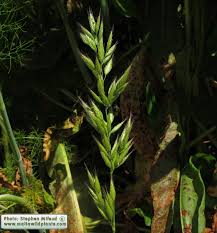 Attēlu rezultāti vaicājumam “Bromus hordeaceus subsp. hordaceus”