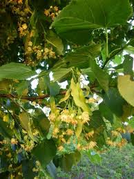 Attēlu rezultāti vaicājumam “Tilia x moltkei”