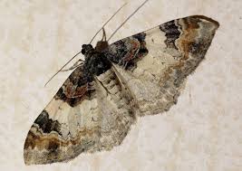 Attēlu rezultāti vaicājumam “Catarhoe cuculata”