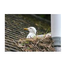 Attēlu rezultāti vaicājumam “Larus argentatus nest”