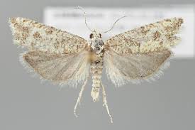 Attēlu rezultāti vaicājumam “Thiodia citrana”