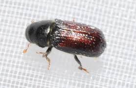 Attēlu rezultāti vaicājumam “Tomicus minor”