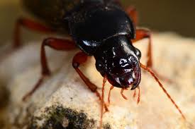 Attēlu rezultāti vaicājumam “Pseudoophonus rufipes”