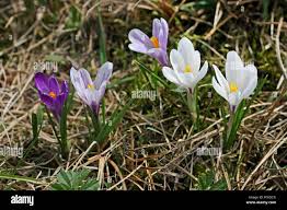 Attēlu rezultāti vaicājumam “Crocus vernus subsp. vernus flower”