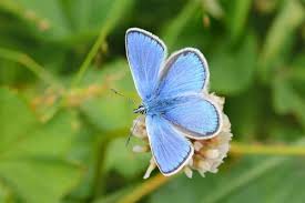 Attēlu rezultāti vaicājumam “Polyommatinae”