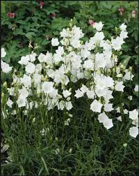 Image result for Campanula persicifolia