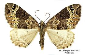 Attēlu rezultāti vaicājumam “Ecliptopera silaceata”