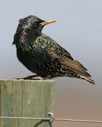 Attēlu rezultāti vaicājumam “Sturnus vulgaris”