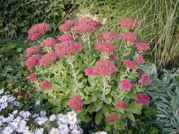 Attēlu rezultāti vaicājumam “Hylotelephium telephium”