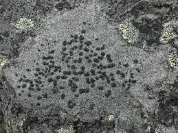 Attēlu rezultāti vaicājumam “Porpidia macrocarpa”