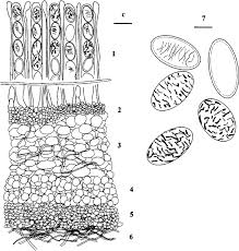 Attēlu rezultāti vaicājumam “Peziza ammophila”