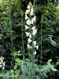 Attēlu rezultāti vaicājumam “Linaria loeselii flower”