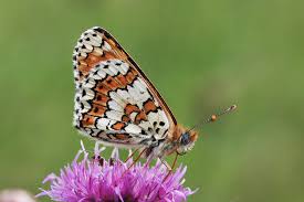 Attēlu rezultāti vaicājumam “Melitaea cinxia upperside”