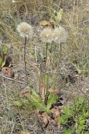 Attēlu rezultāti vaicājumam “Hypochaeris maculata”