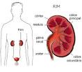 A Doença <b>Renal</b> Crônica (DRC) é