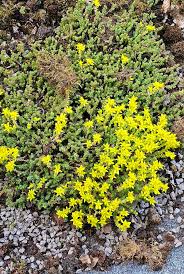 Attēlu rezultāti vaicājumam “Sedum pallidum flower”