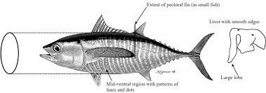 Image result for Thunnus albacares