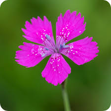 Attēlu rezultāti vaicājumam “Dianthus deltoides flower”