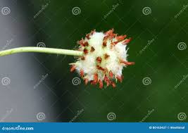 Attēlu rezultāti vaicājumam “Trifolium fragiferum fruit”