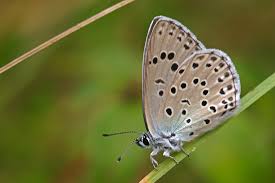 Attēlu rezultāti vaicājumam “Phengaris arion upperside”