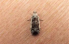 Attēlu rezultāti vaicājumam “Epinotia ramella”