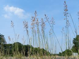 Attēlu rezultāti vaicājumam “Poa compressa”