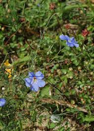Attēlu rezultāti vaicājumam “Linum catharticum fruit”