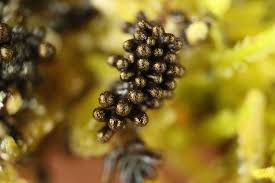 Attēlu rezultāti vaicājumam “Paradiacheopsis rigida macro”