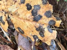 Attēlu rezultāti vaicājumam “Rhytisma acerinum”