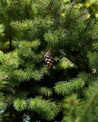 Attēlu rezultāti vaicājumam “Pseudotsuga menziesii flower”
