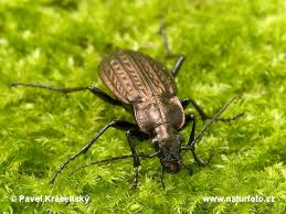 Attēlu rezultāti vaicājumam “Carabus granulatus”