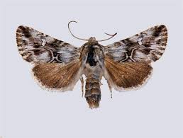 Attēlu rezultāti vaicājumam “Calophasia lunula”