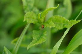 Attēlu rezultāti vaicājumam “Hippodamia notata”