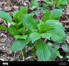 Attēlu rezultāti vaicājumam “Scopolia carniolica leaf”