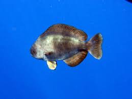 Image result for Schedophilus ovalis