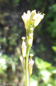 Attēlu rezultāti vaicājumam “Arabis glabra”