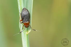 Attēlu rezultāti vaicājumam “Capsus ater”
