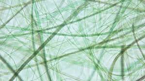 Attēlu rezultāti vaicājumam “Cyanophyta”