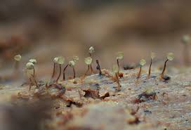 Attēlu rezultāti vaicājumam “Cribraria cancellata var. fusca stalked”