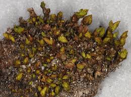 Attēlu rezultāti vaicājumam “Orthotrichum, Nyholmiella”