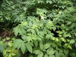 Attēlu rezultāti vaicājumam “Chaerophyllum aromaticum fruit”