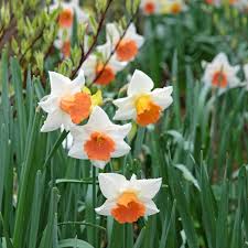 Attēlu rezultāti vaicājumam “Narcissus flower”