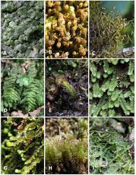 Attēlu rezultāti vaicājumam “Cephalozia catenulata”