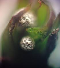 Attēlu rezultāti vaicājumam “Physarum bryocorticola macro”